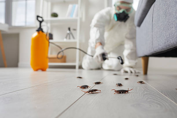Affordable Termite Control solutions in Ashaway, RI
